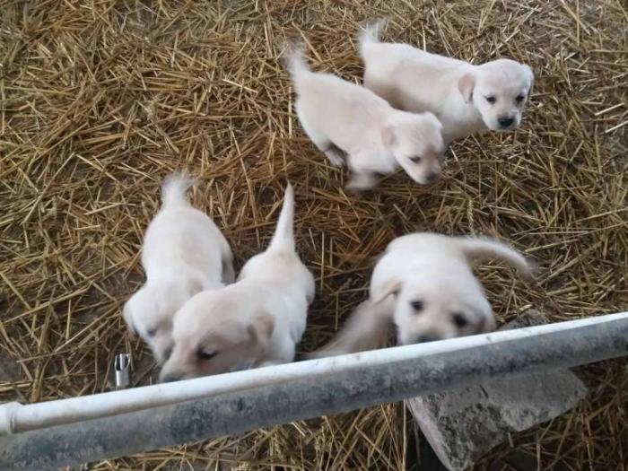 zlatni retriver, labrador štenci besplatni mali oglasi