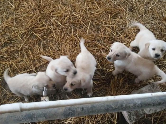 zlatni retriver, labrador štenci besplatni mali oglasi