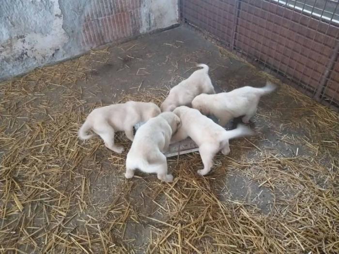 zlatni retriver, labrador štenci besplatni mali oglasi