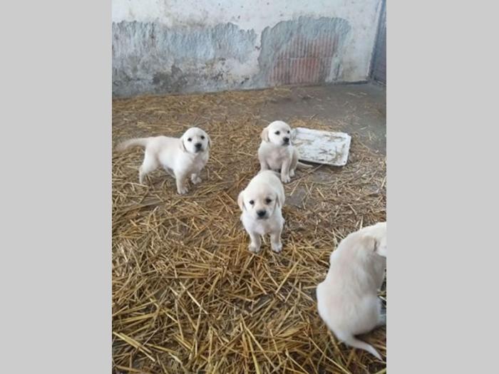 zlatni retriver, labrador štenci besplatni mali oglasi