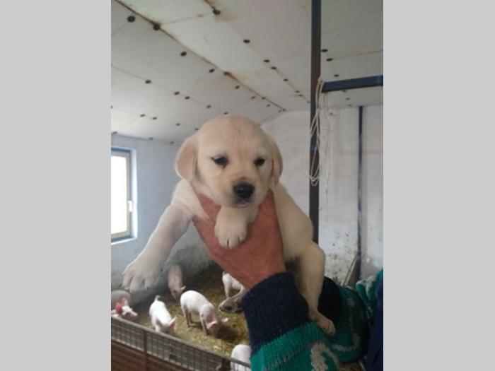 zlatni retriver, labrador štenci besplatni mali oglasi