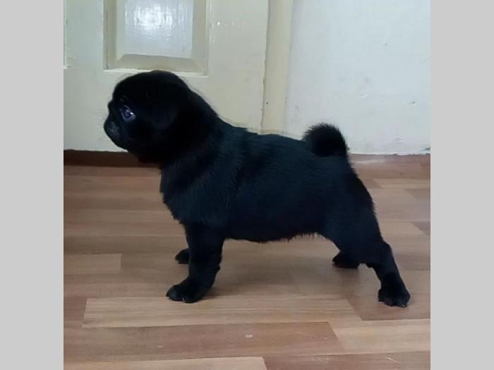 mops ženkica besplatni mali oglasi