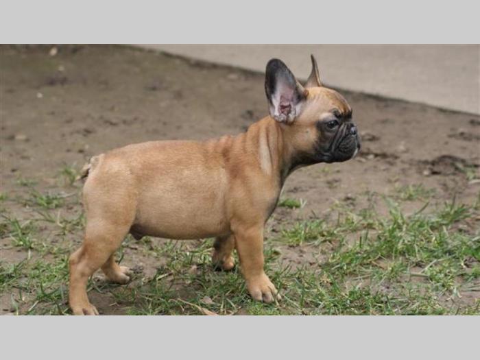 francuski buldog štenci besplatni mali oglasi