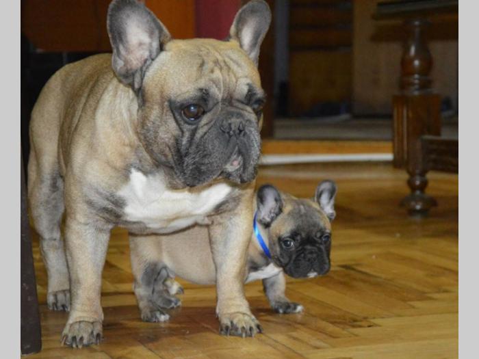 francuski buldog štenci sa pedigreom besplatni mali oglasi