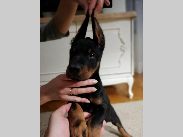 doberma štenci šampionskog porekla besplatni mali oglasi
