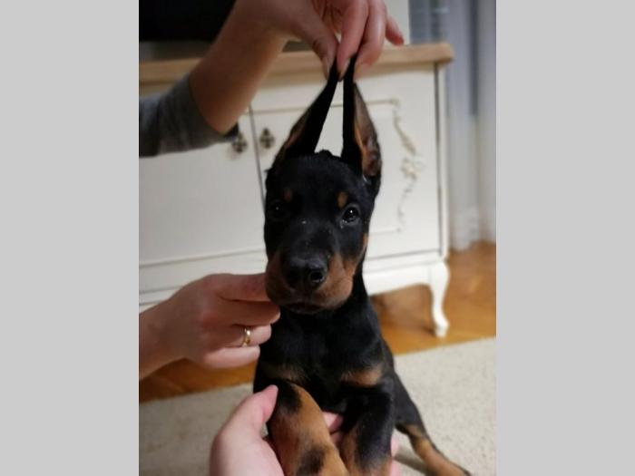 doberma štenci šampionskog porekla besplatni mali oglasi