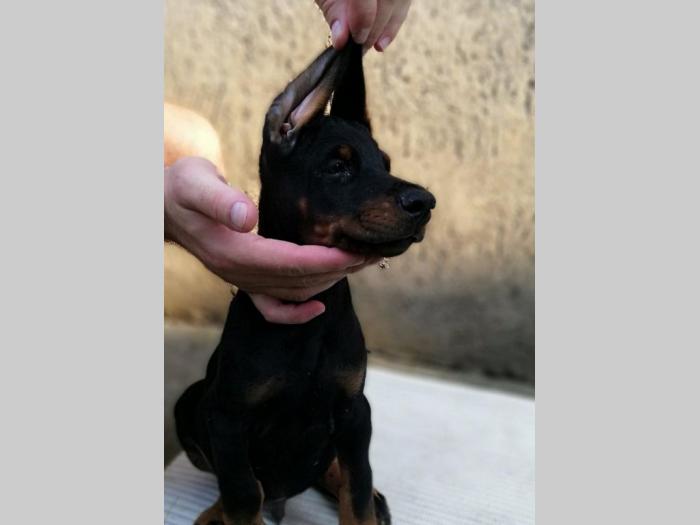 doberma štenci šampionskog porekla besplatni mali oglasi