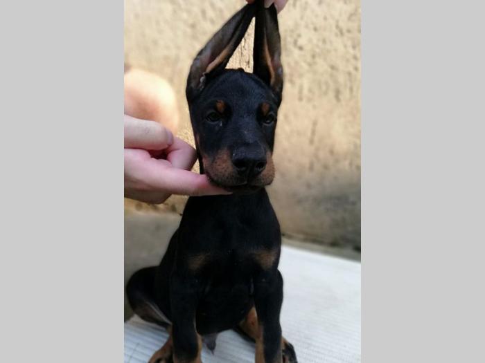 doberma štenci šampionskog porekla besplatni mali oglasi