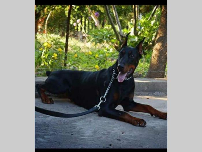 doberma štenci šampionskog porekla besplatni mali oglasi
