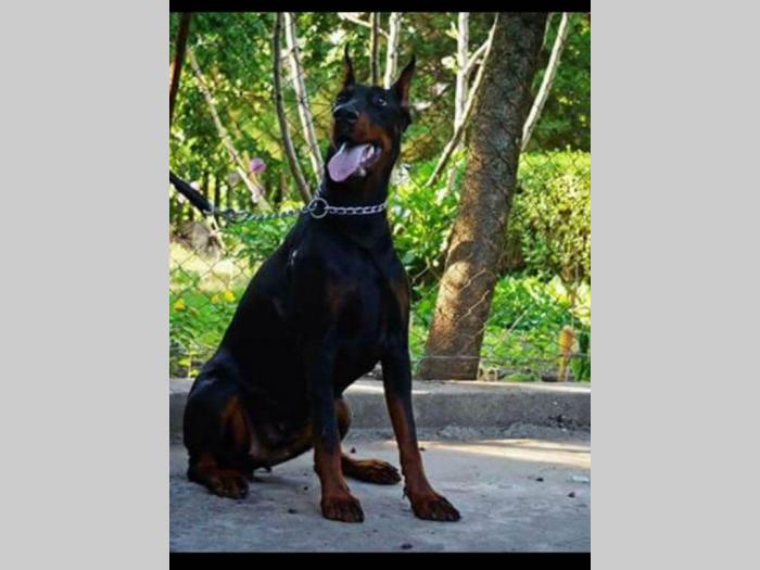doberma štenci šampionskog porekla besplatni mali oglasi