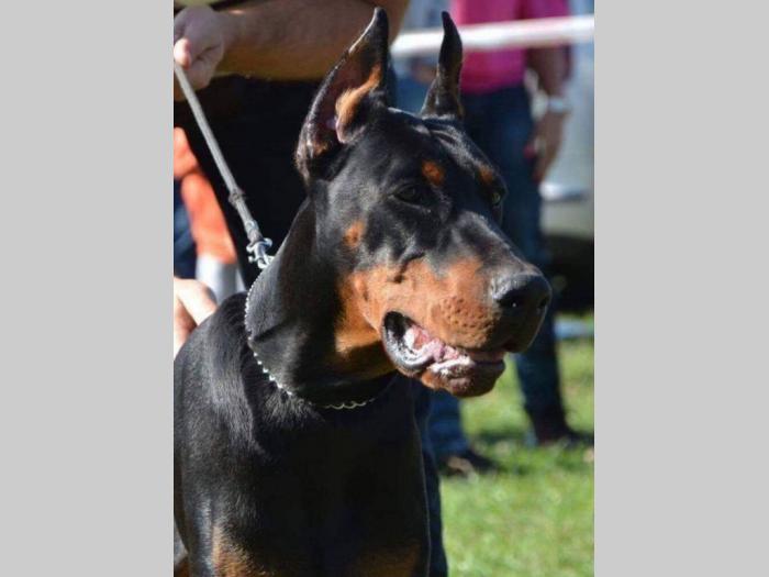 doberma štenci šampionskog porekla besplatni mali oglasi