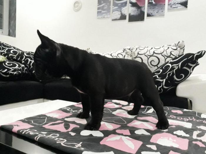 francuski buldog vrhunskog porekla besplatni mali oglasi