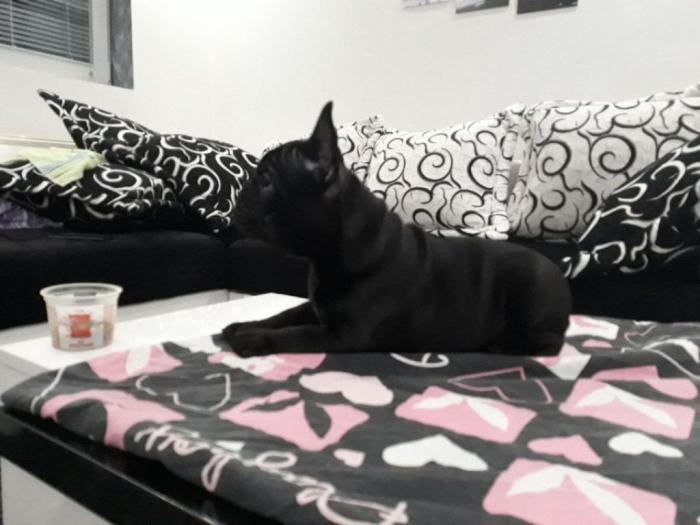 francuski buldog vrhunskog porekla besplatni mali oglasi