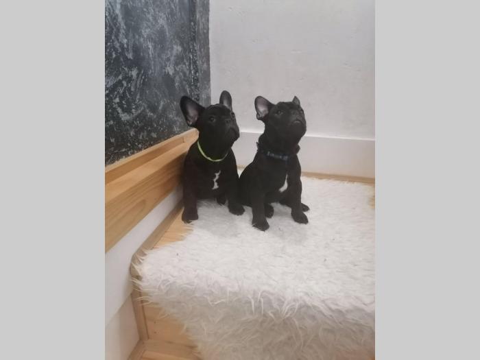 francuski buldog vrhunskog porekla besplatni mali oglasi