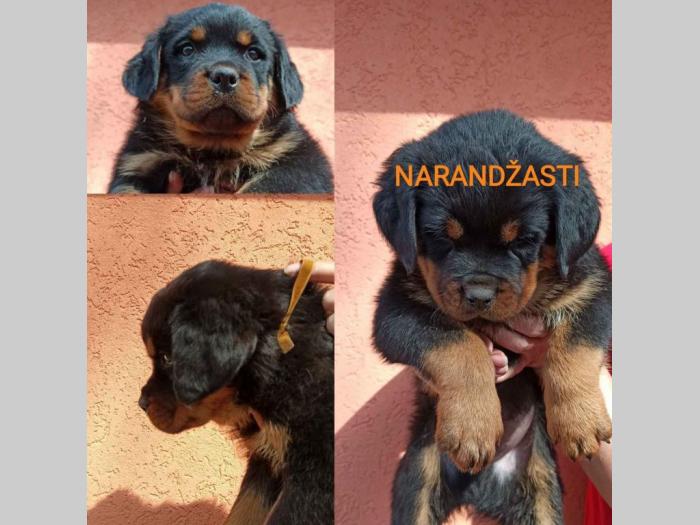 štenci rotvajlera i odrasli psi za čuvanje besplatni mali oglasi