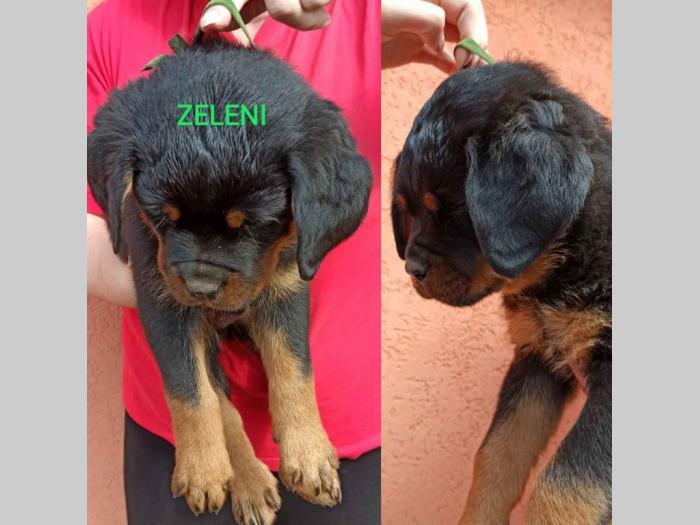 štenci rotvajlera i odrasli psi za čuvanje besplatni mali oglasi