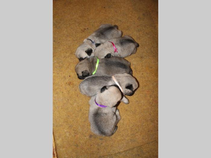 mops štenci besplatni mali oglasi