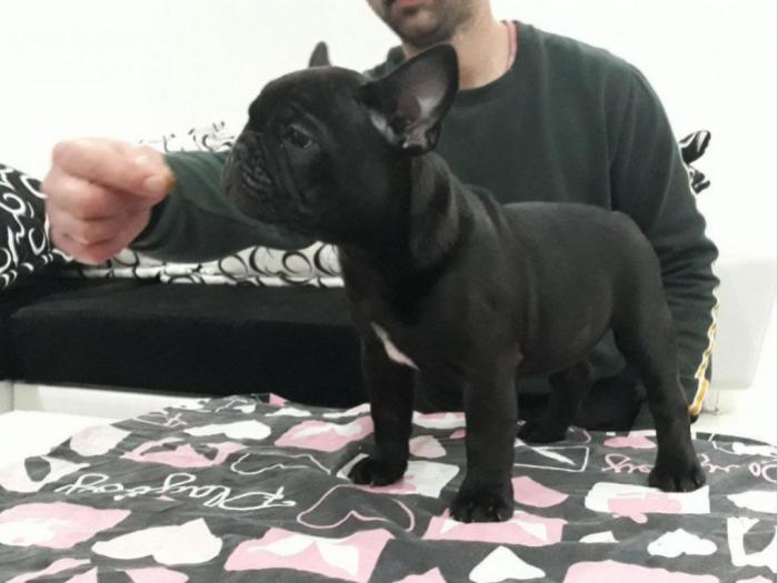 francuski buldog štenci šampionskog porekla besplatni mali oglasi
