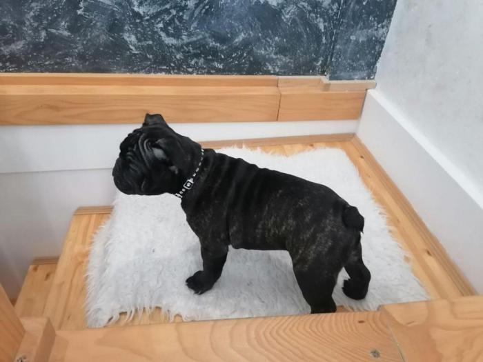 francuski buldog štenci šampionskog porekla besplatni mali oglasi