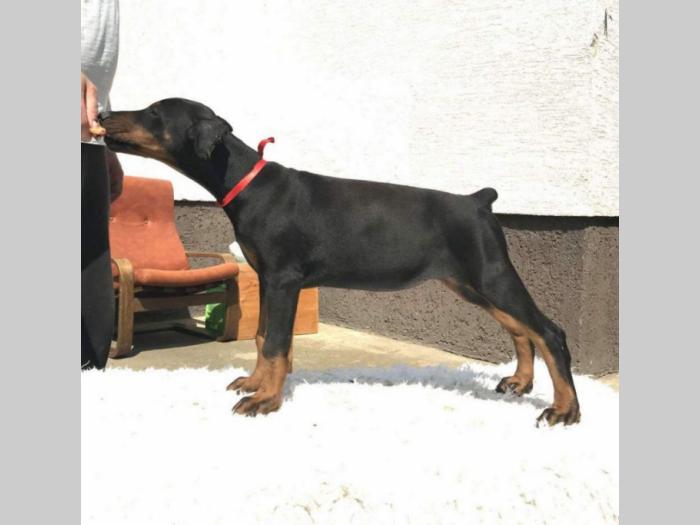 štenci dobermana vrhunskog porekla besplatni mali oglasi
