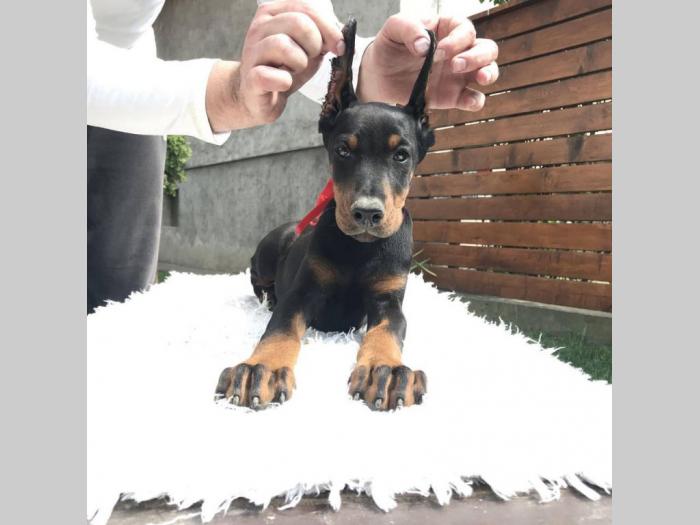 štenci dobermana vrhunskog porekla besplatni mali oglasi