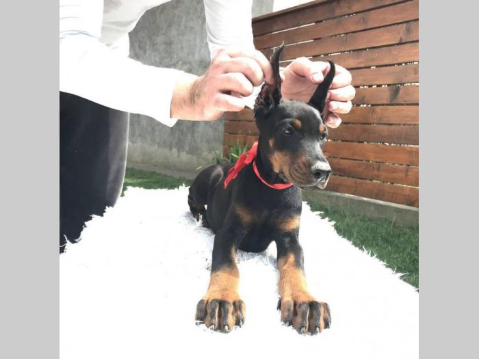 štenci dobermana vrhunskog porekla besplatni mali oglasi