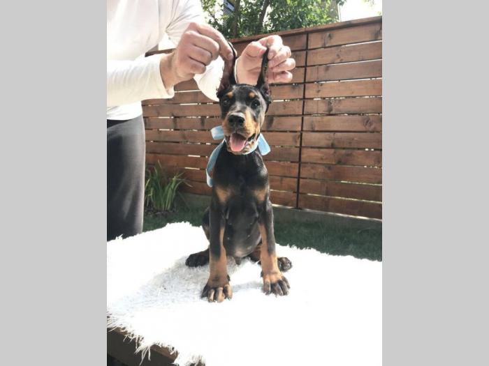 štenci dobermana vrhunskog porekla besplatni mali oglasi