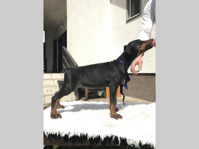 štenci dobermana vrhunskog porekla besplatni mali oglasi