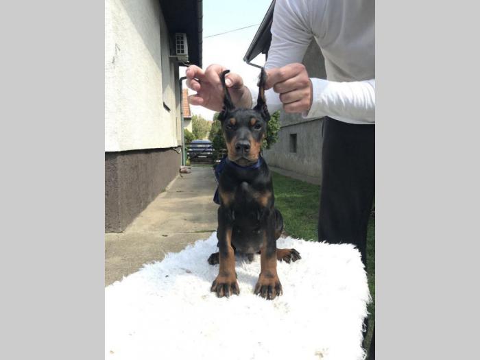 štenci dobermana vrhunskog porekla besplatni mali oglasi