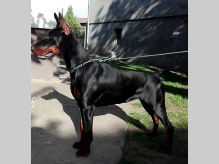 štenci dobermana vrhunskog porekla besplatni mali oglasi
