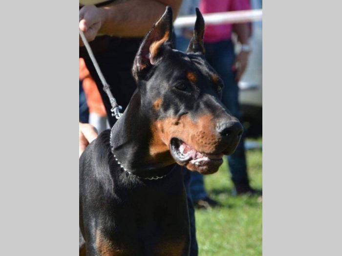 štenci dobermana vrhunskog porekla besplatni mali oglasi