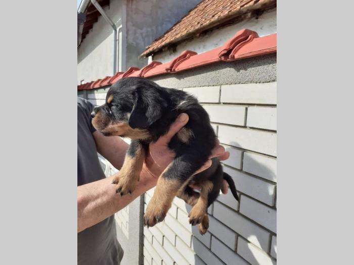 rotvajler štenci besplatni mali oglasi