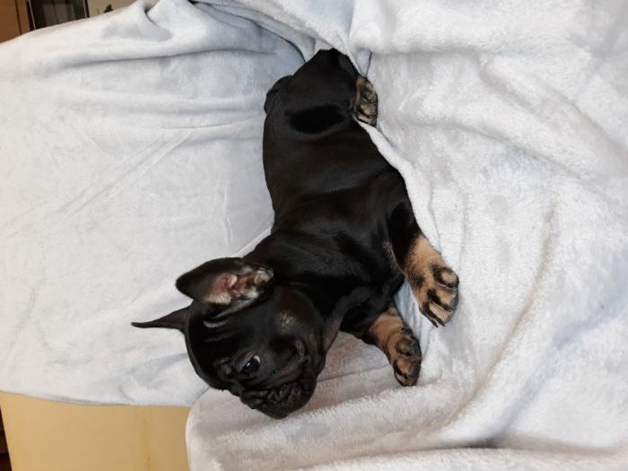 francuski buldog štene besplatni mali oglasi