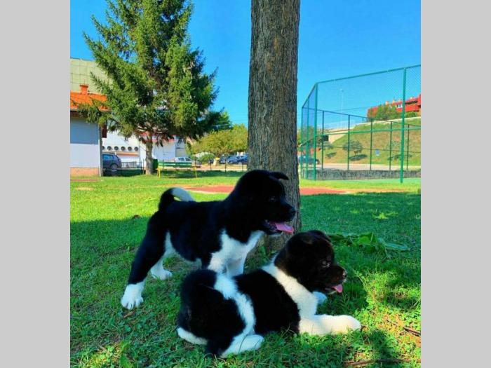 američka akita štenci besplatni mali oglasi