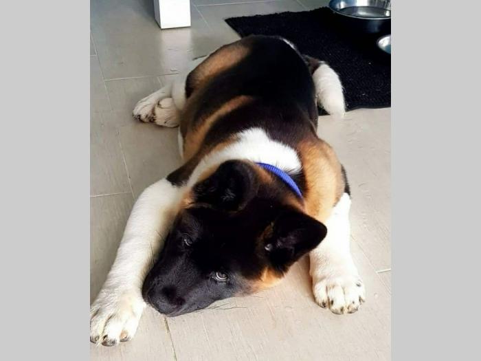 američka akita štenci besplatni mali oglasi