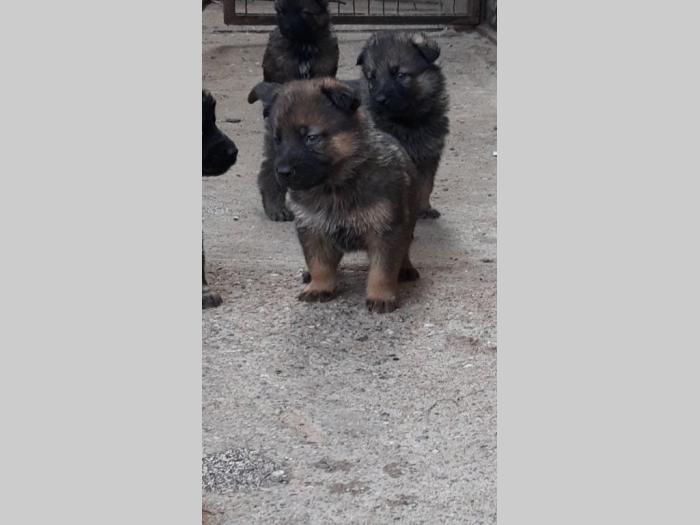 nemački ovčar štenci besplatni mali oglasi