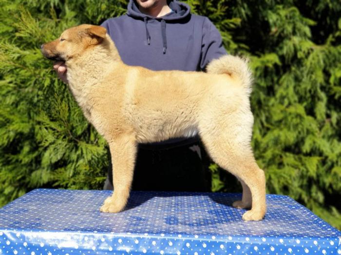 koreanski jindo pas štenci besplatni mali oglasi