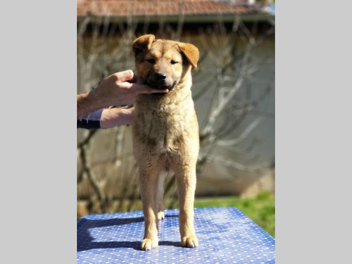 koreanski jindo pas štenci besplatni mali oglasi