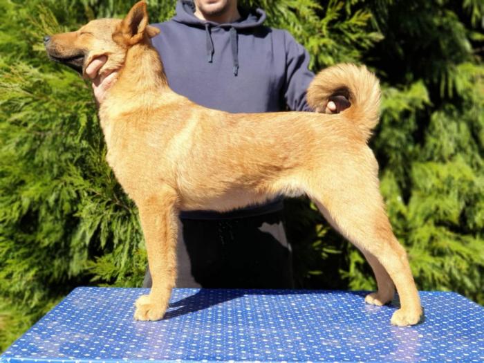 koreanski jindo pas štenci besplatni mali oglasi
