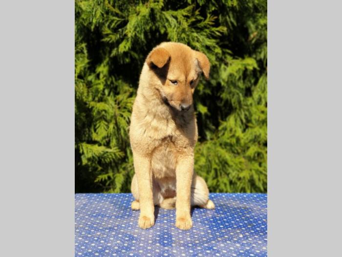 koreanski jindo pas štenci besplatni mali oglasi