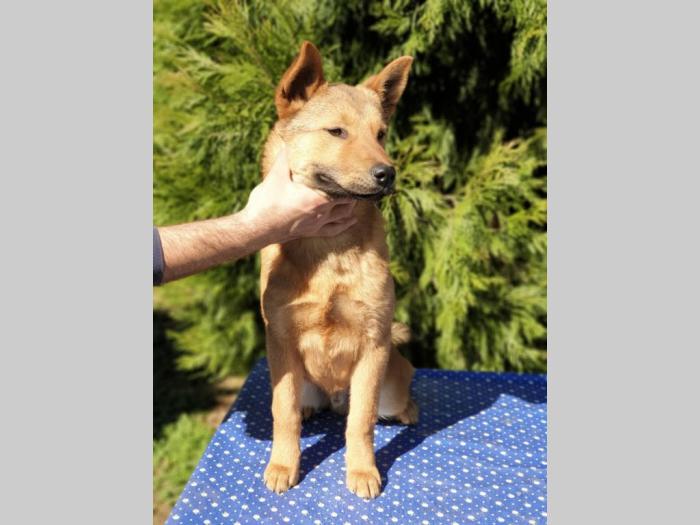 koreanski jindo pas štenci besplatni mali oglasi