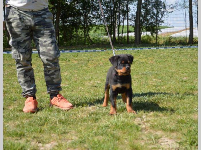rotvajler štenci odličnog kvaliteta besplatni mali oglasi