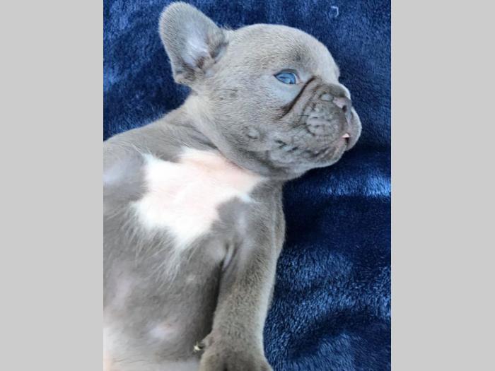 francuski egzotični buldog štenci besplatni mali oglasi