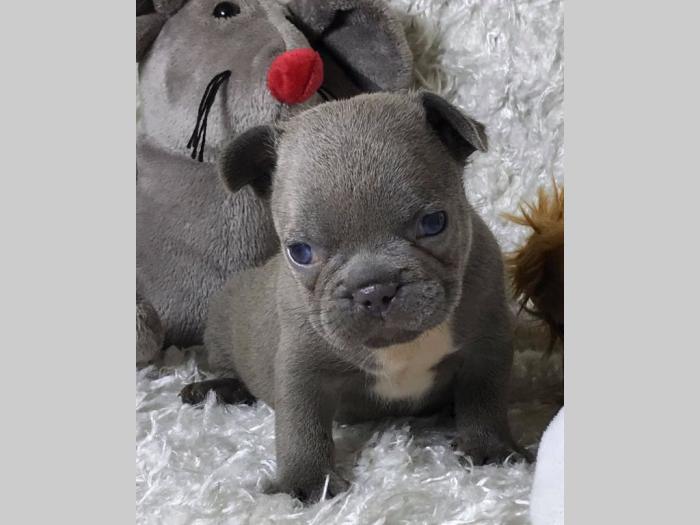 francuski egzotični buldog štenci besplatni mali oglasi
