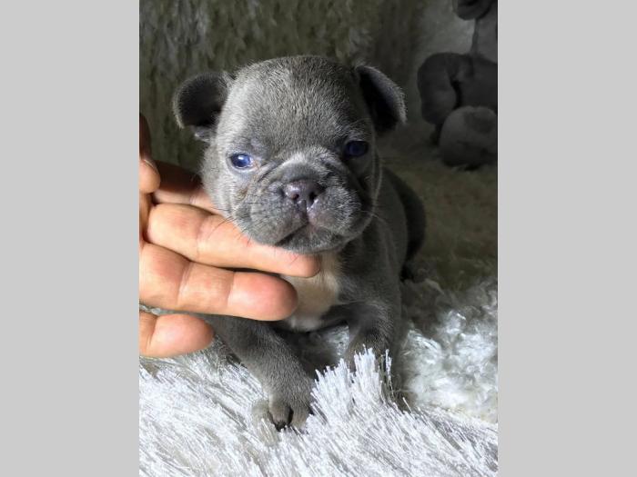francuski egzotični buldog štenci besplatni mali oglasi
