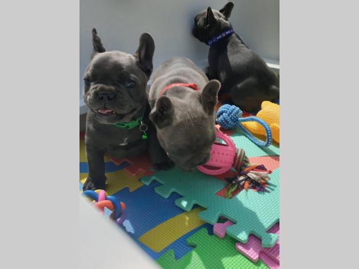 francuski buldog predivni plavi štenci besplatni mali oglasi