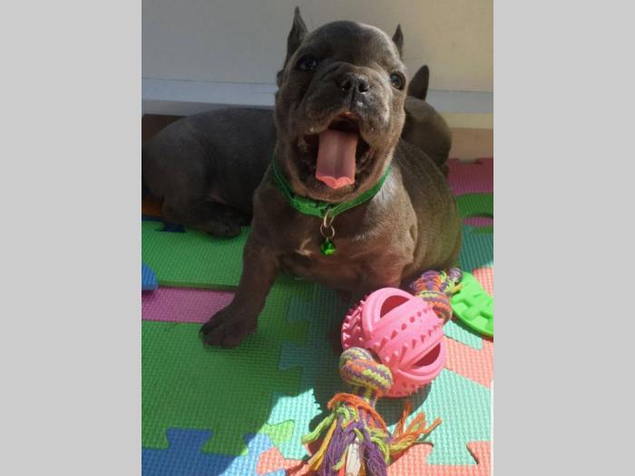 francuski buldog predivni plavi štenci besplatni mali oglasi