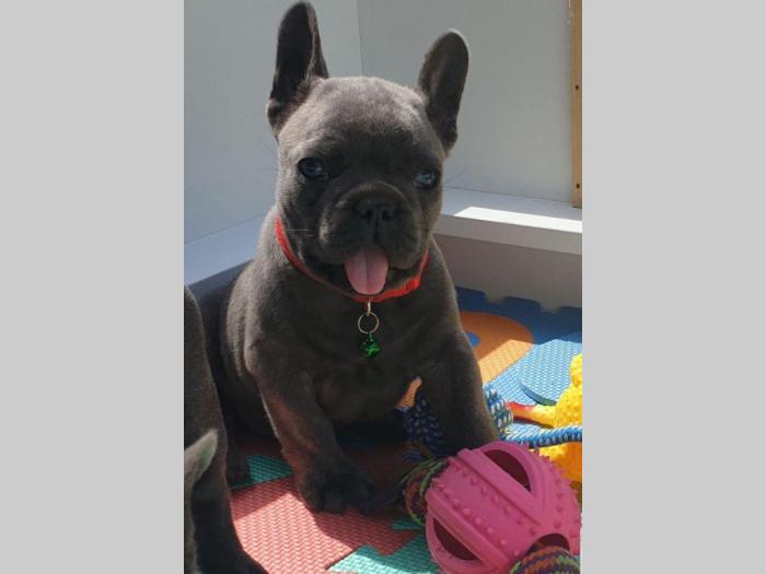 francuski buldog predivni plavi štenci besplatni mali oglasi