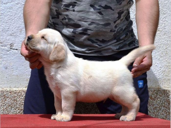 labrador retriver štenci vrhunskog kvaliteta besplatni mali oglasi