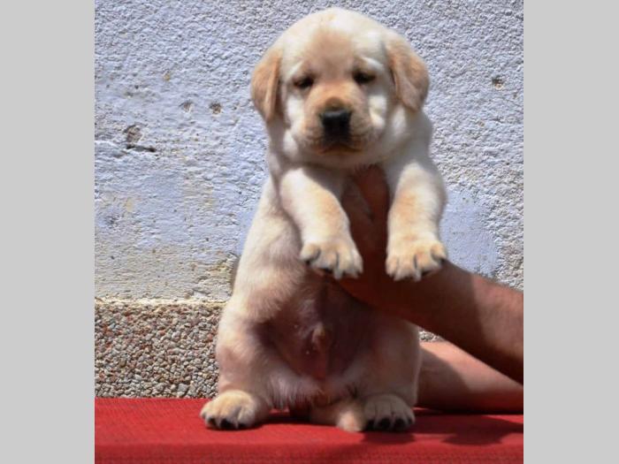 labrador retriver štenci vrhunskog kvaliteta besplatni mali oglasi